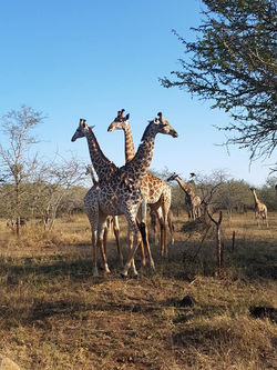 61456769_1221209444713775_80875078574250