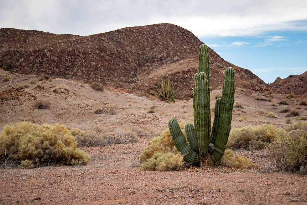 Giant cardon cactus @Akvile Marozaite