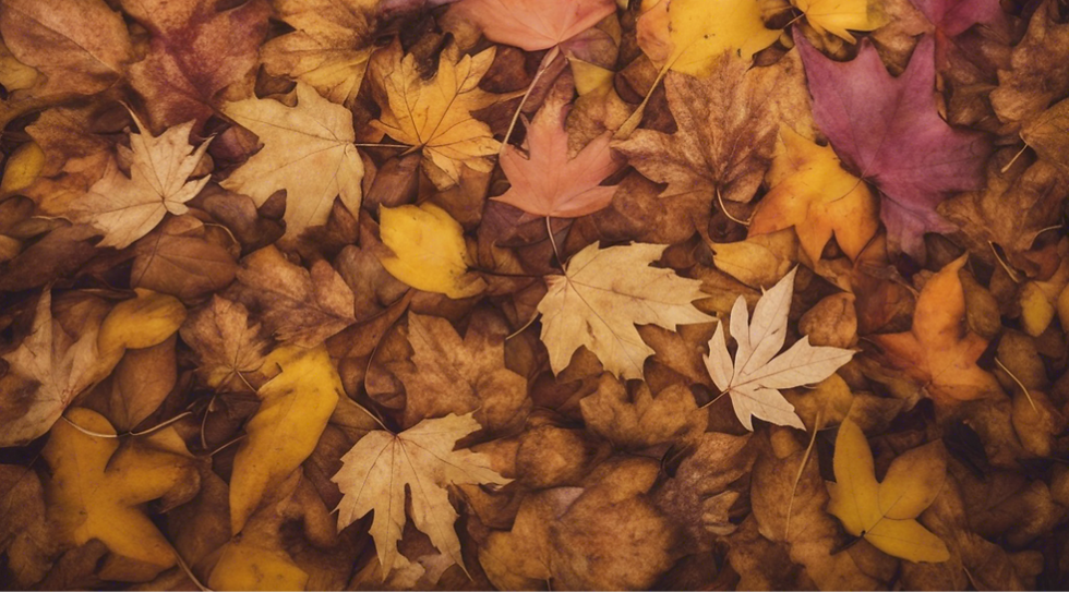 Welcome Fall 🍃