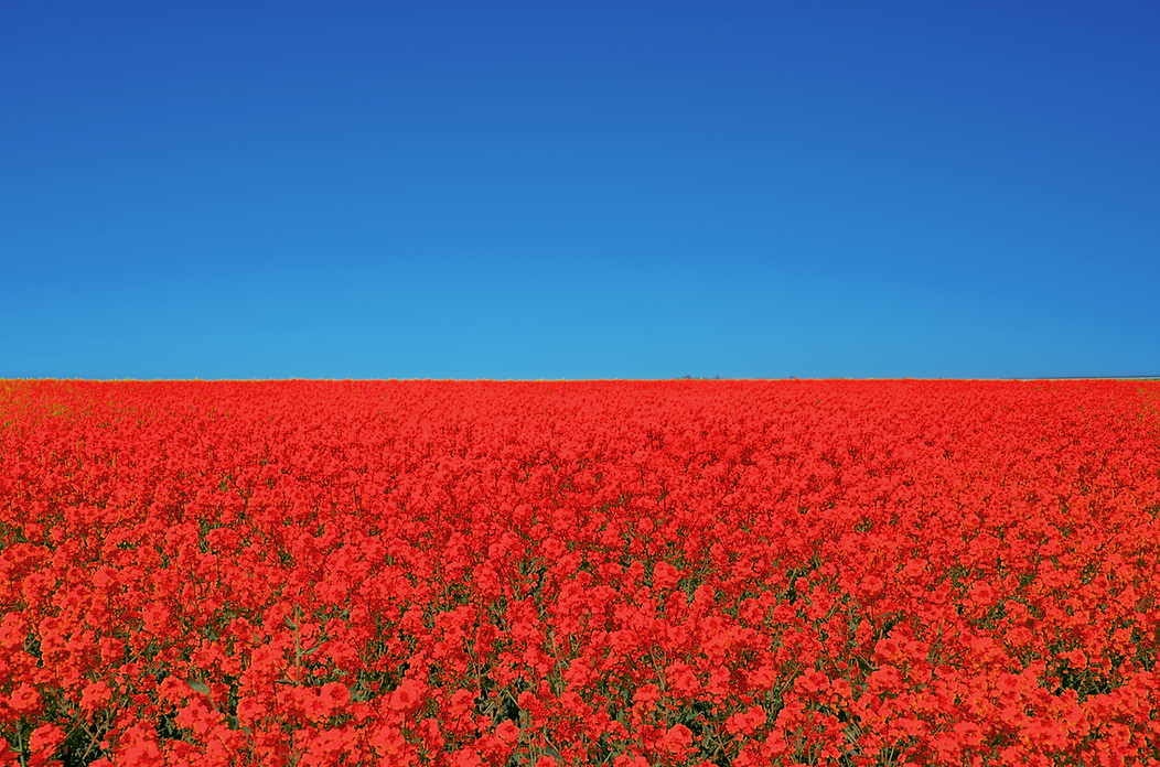 red Flowers.png