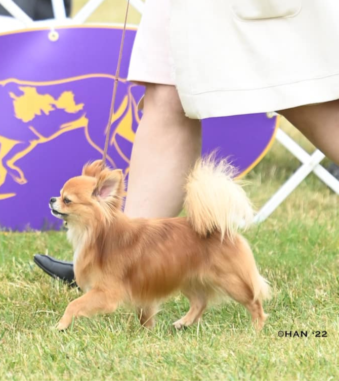 Our Standards | A and A Chihuahuas