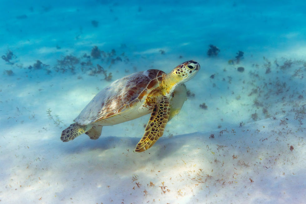 SA229187-Enhanced-NR-Edit copy