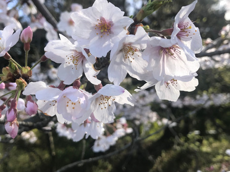 開院日の変更について