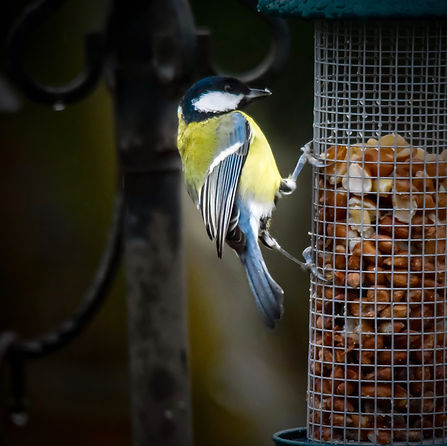 blue tit.jpg