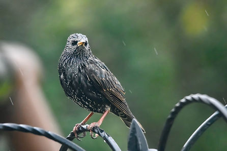 starling.jpg