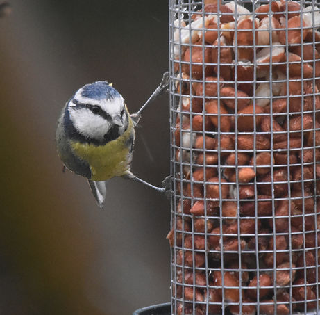 blue tit.JPG