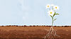 Water color illustration of flower in dirt