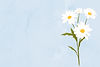 Water color illustration of flower