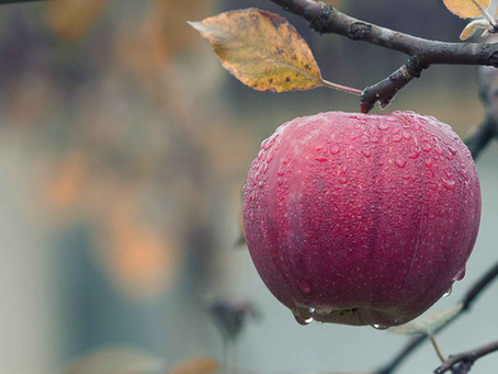 Bearing fruit…