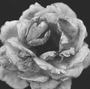 Monochromatic Flower_edited_edited.jpg