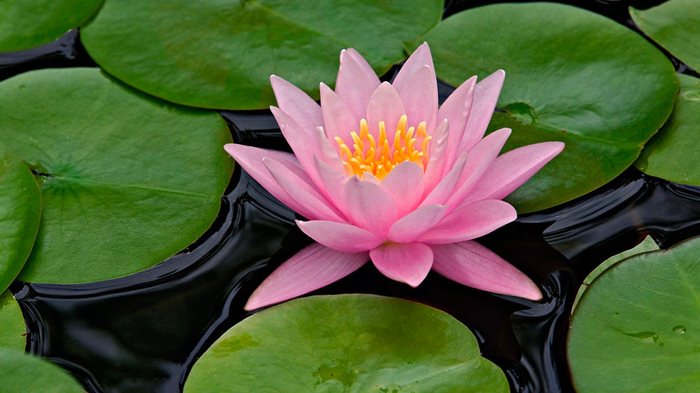 FLEUR DE L'AMOUR / FLOWER OF LOVE