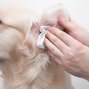Pet Sitting Services