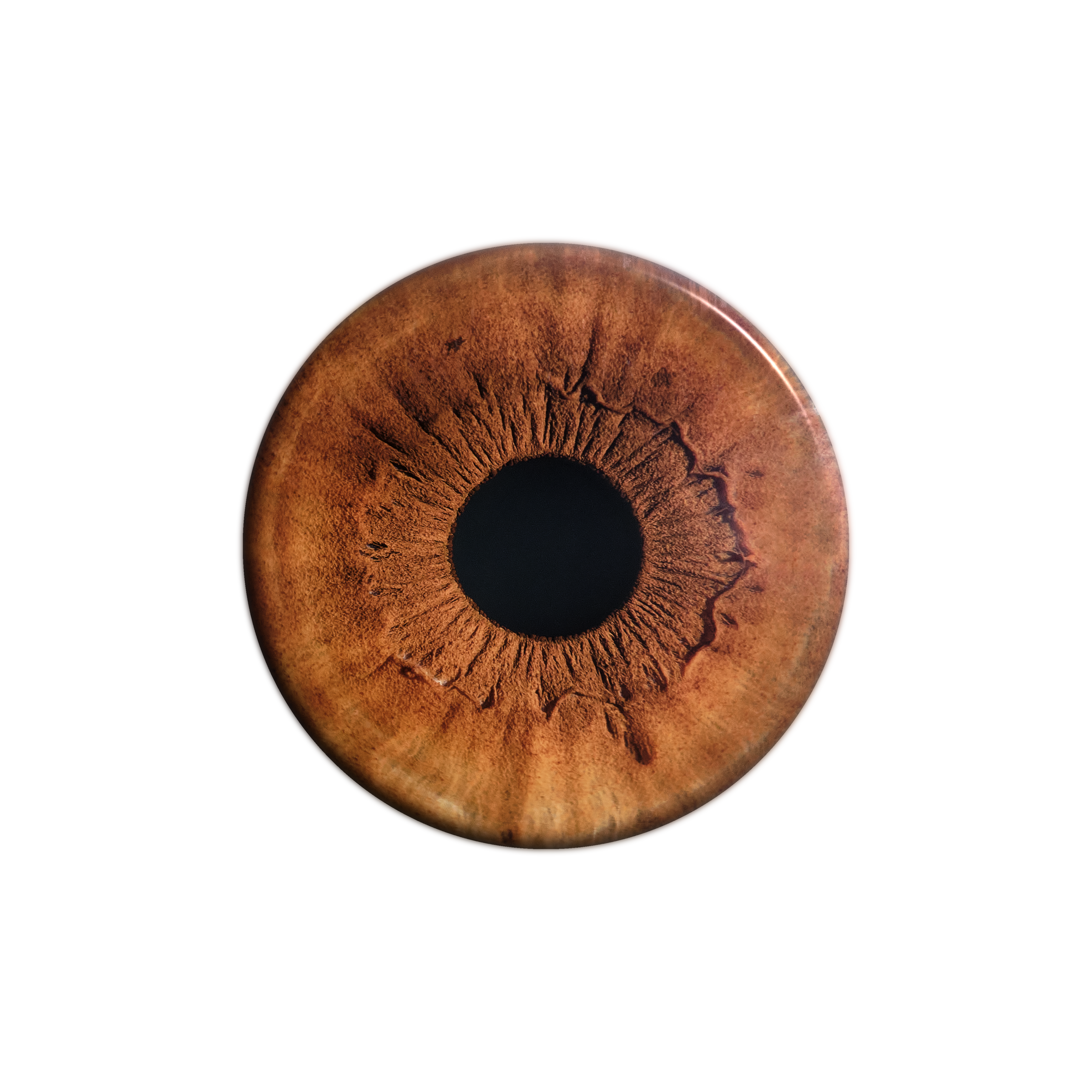 iris marron