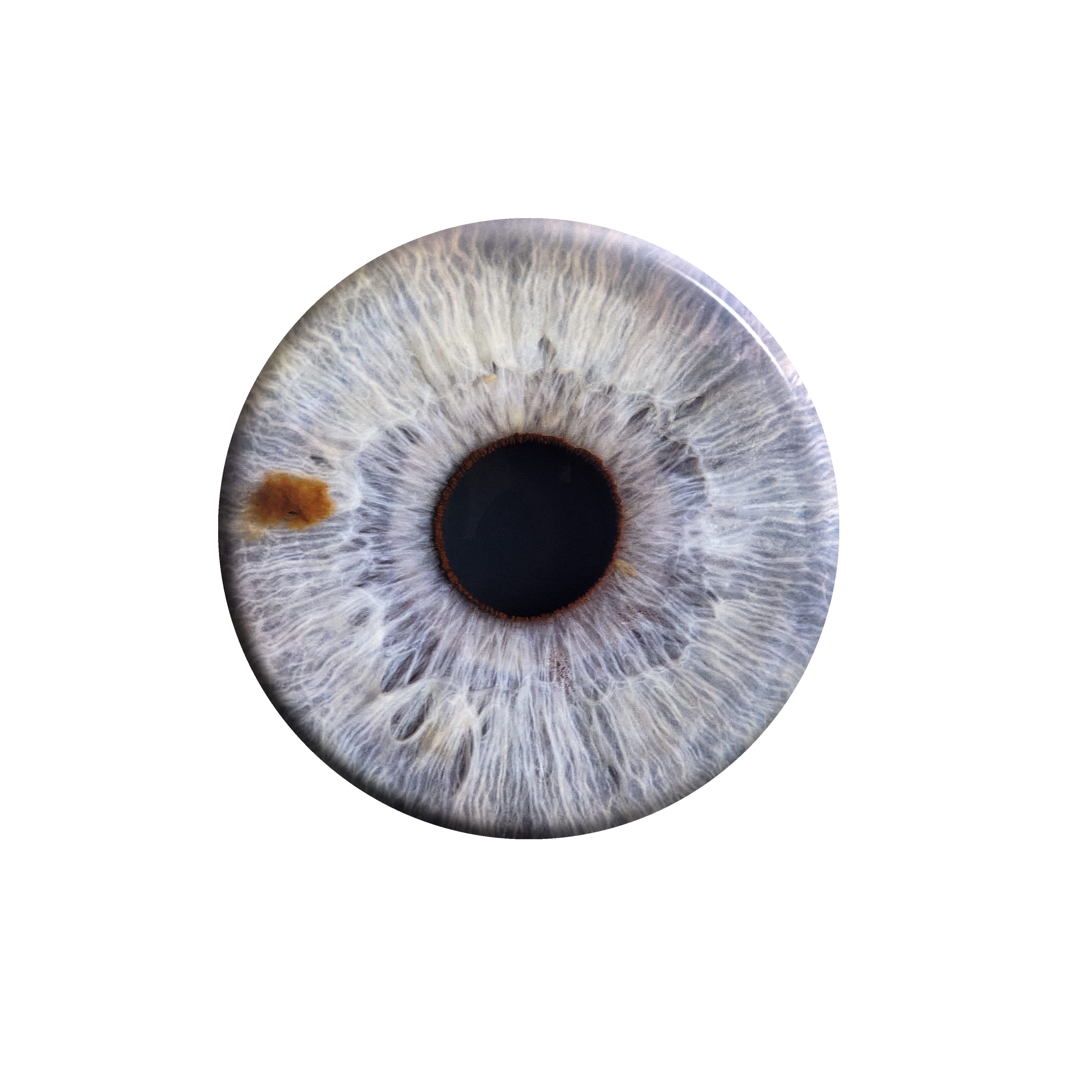 iris bleu