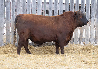 RED YCLC UNANIMOUS 865D 