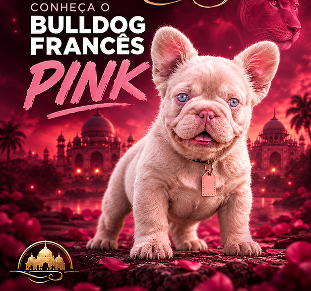 bulldog frances pink_edited.jpg