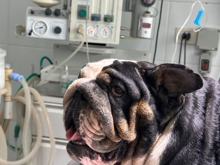 Gestação de Bulldog Inglês exótico: Guia Completo de Cuidados, Sinais e Parto – Canil Caminho das Índias.