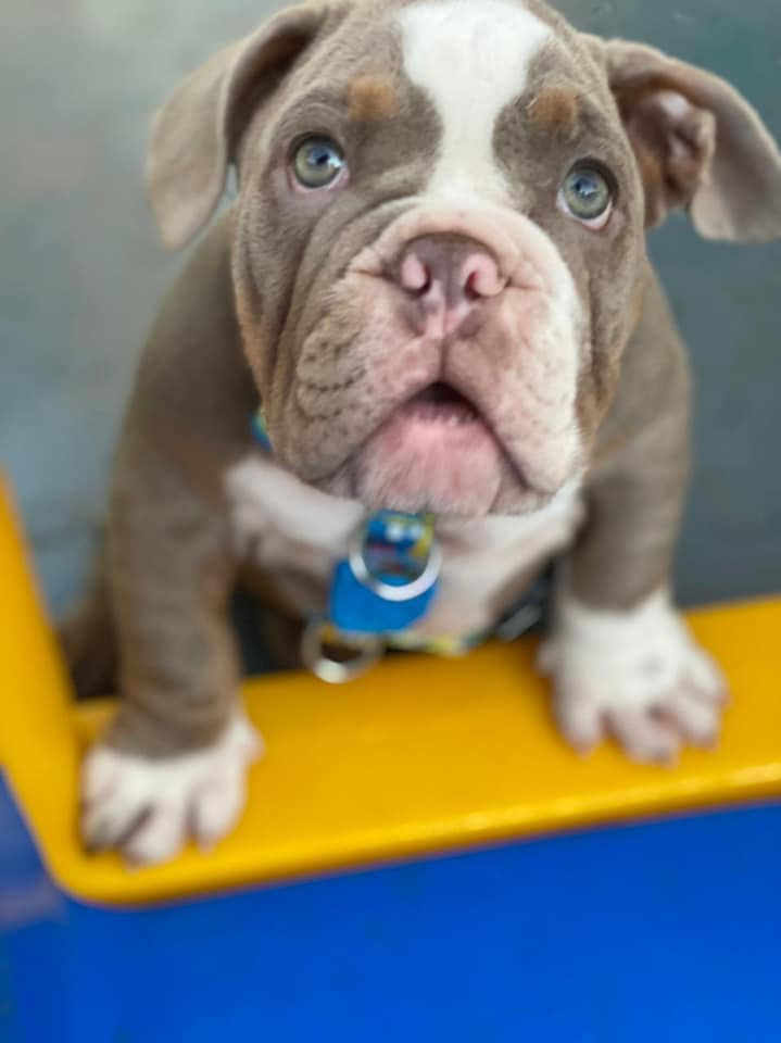 Mini Bulldog Inglês é mais compacto do que o tipo comum de Bulldog Inglês