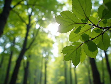 Finding Calm Among the Trees: Why Rootedness Matters for Women in a Busy World
