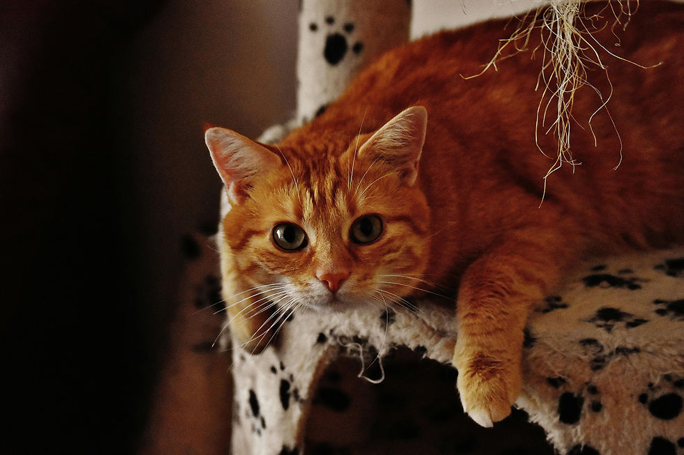 a cat on a toy