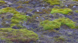 Arctic moss