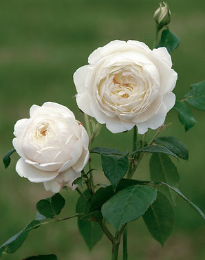 David_Austin_English_Rose_Claire_Austin_P.jpg