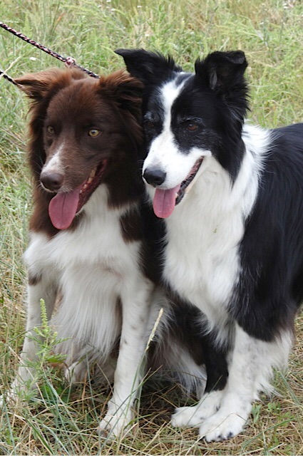 SHEEPDOG TRIALS - A FAMILY VISIT