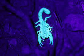 Scorpion Control Rockwall