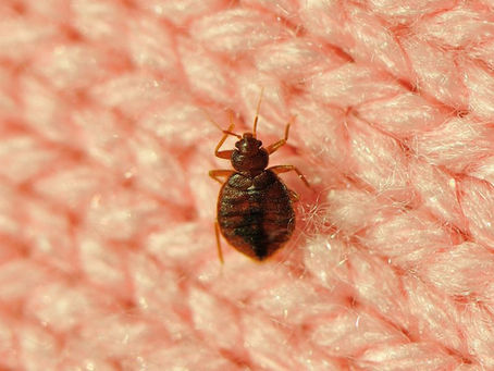 Rockwall Bedbug Treatment: A Resident's Ultimate Defense with Level Up Pest Control