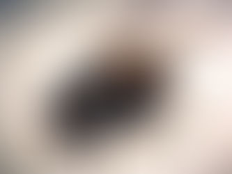 Conquering the Tiny Invaders: Tips for Eliminating Small Flies from Your Royse City Home