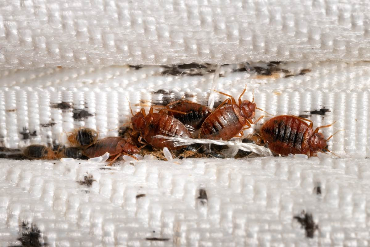 Rockwall Bed Bug Control Level Up Pest Control Book Today!