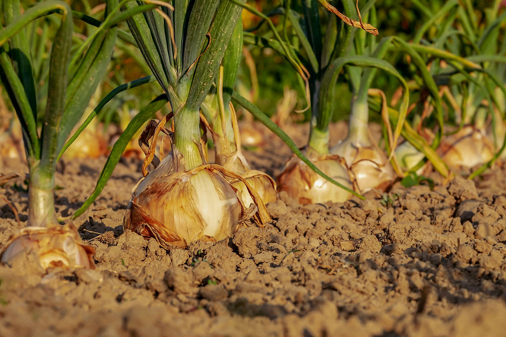 05-onion-3540502.jpeg