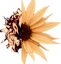 Sunflower logo