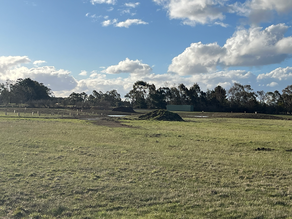 Looking across to the grassy woodland and wetland area.