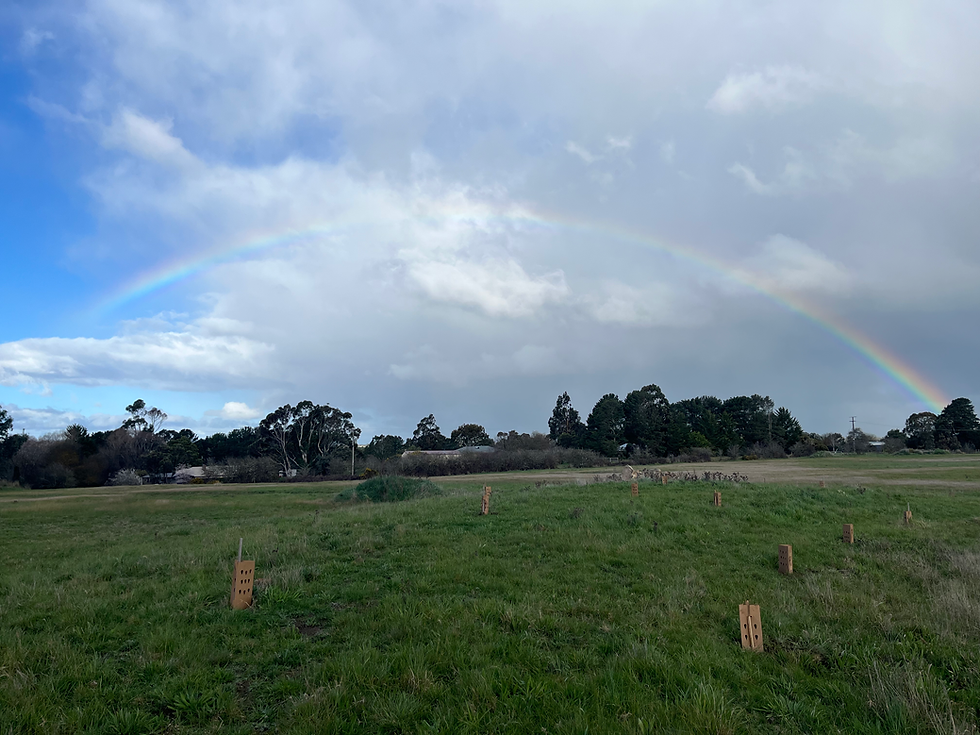 Some of the new trees with their protective guards and a rainbow! 5th September 2026
