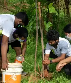 in-tree plantation.jpg.webp
