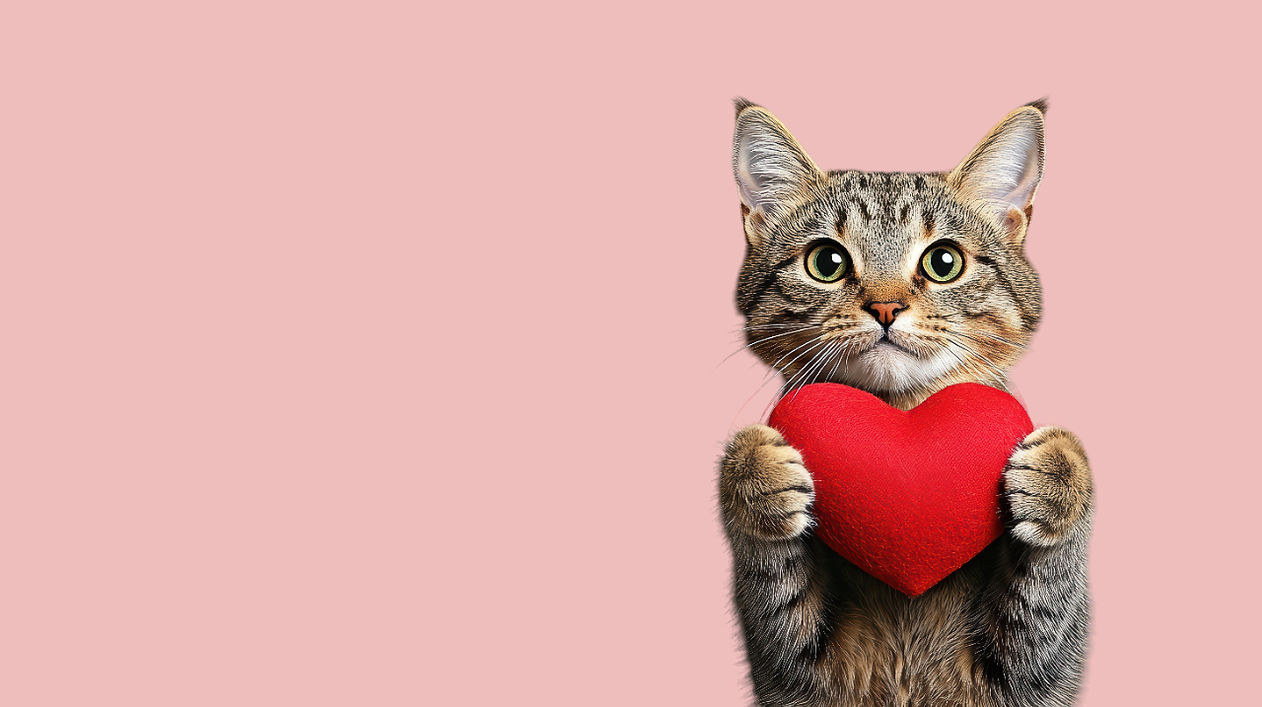 vecteezy_cute-cat-holding-red-heart-on-wooden-background-expressing_54878852-Photoroom_edi