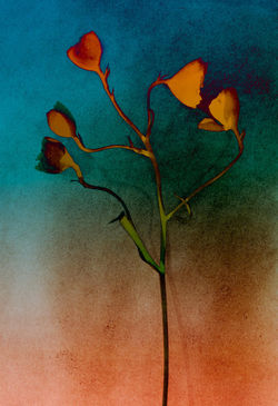 Honorable Mention • Vita Levar