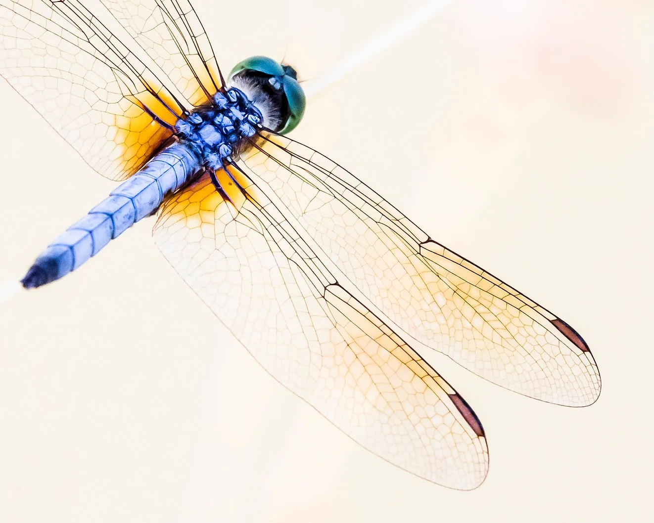 CALLS FOR ENTRY PRAXIS GALLERY PHOTO CENTER MINNEAPOLIS