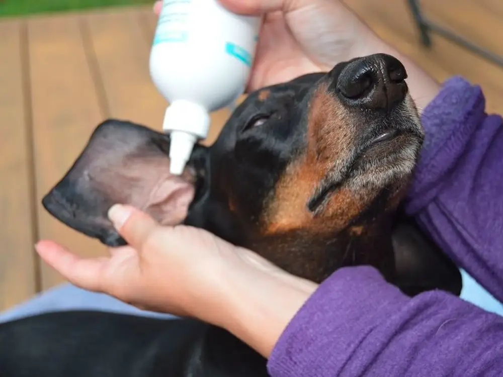 dog ears.webp