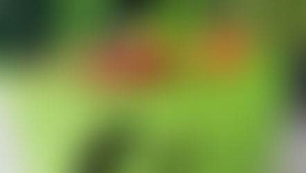 QAC Shopper Bag Survey Results