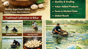 What Is Makhana and How Is It Grown in Bihar? From Traditional Ponds to TirhutWala’s Value Chain