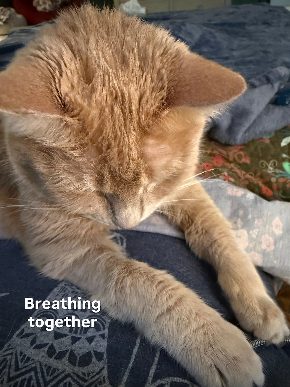 Millie the orange tabby cat is lying on Mindy's chest, paws stretched out, eyes closed. 