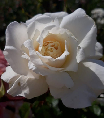 White Cloud Climbing Rose Bush Bare Root | Gowlers Plants