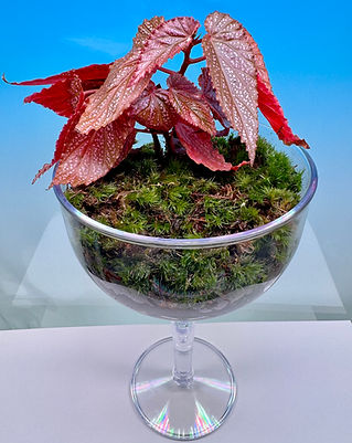 Cheers Desktop Garden