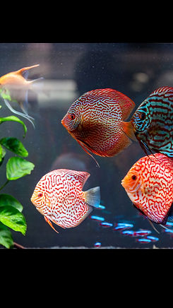 Diskus Fische Aquarium