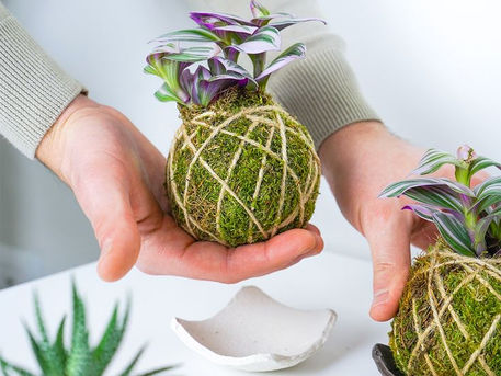 Le piante da interno: alcuni consigli 