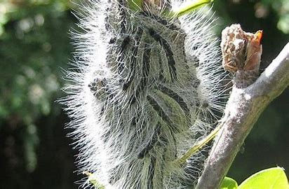 Oak Processionary Moth (OPM) Management: Expert Guide for Property Owners