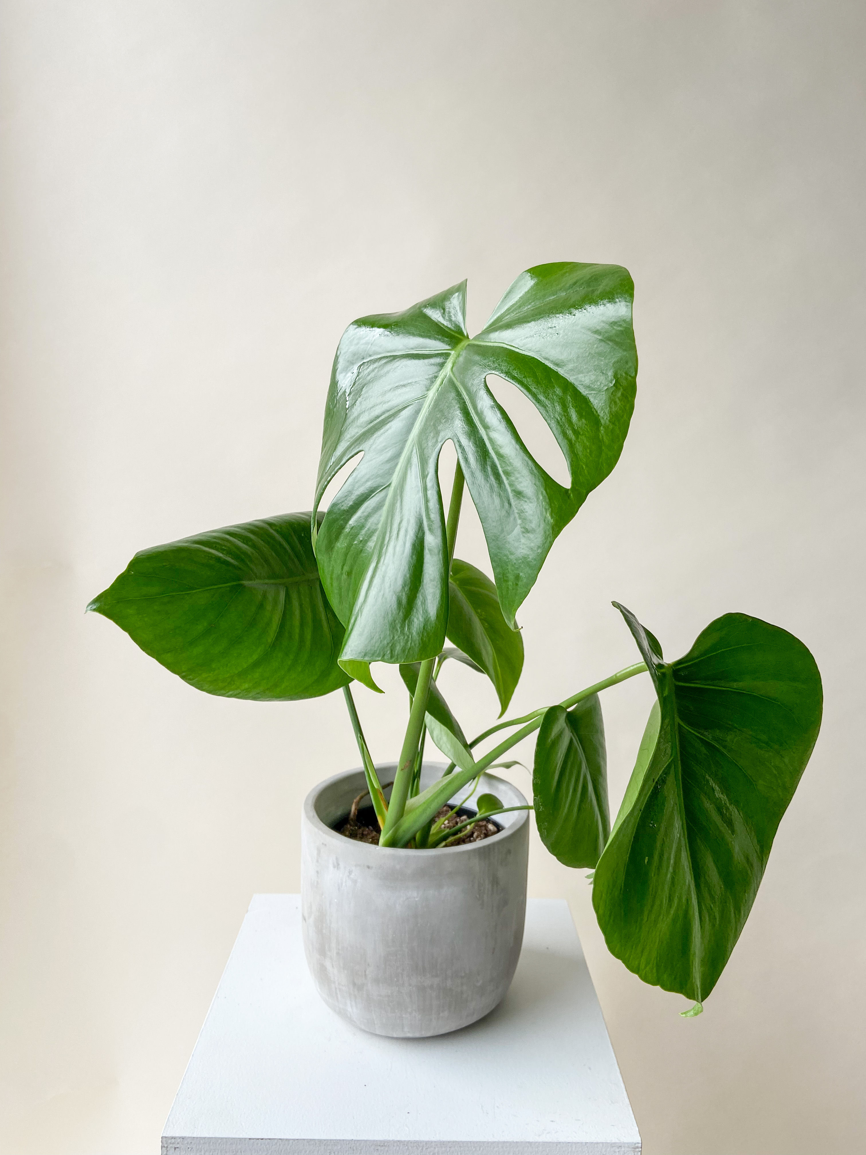 Monstera 6"