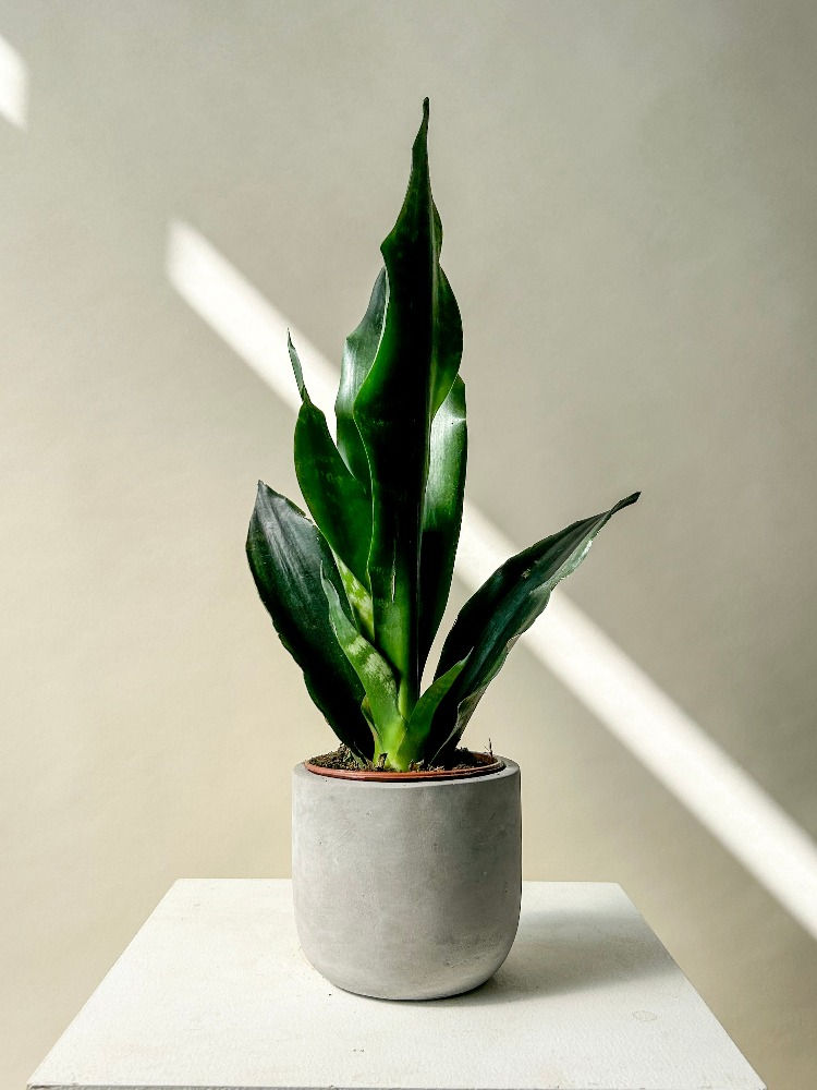 Thumbnail: Snake Plant 4"